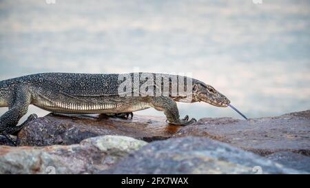 Asian Water Monitor Lizard strisciando e camminando su pietra rocciosa con sfondo di mare offuscato assaggia l'aria con la sua lingua biforcata, Pontian, Malesia. Foto Stock