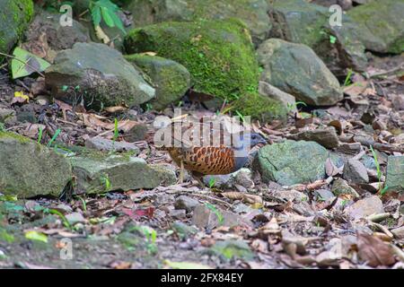 Taiwan Bamboo-Partridge (Bambusicola sonorivox) che forava tra le rocce mussose. Una testa e collo grigio ardesia, gola arancione scuro, e macchie arrugginite sui lati Foto Stock