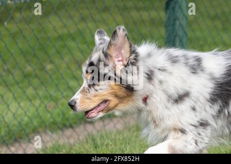 Testa di pastore australiano di un cucciolo, corre felice con le orecchie flapping, il cane tricolore ha la lingua fuori della sua bocca. Visto da un lato. Foto Stock