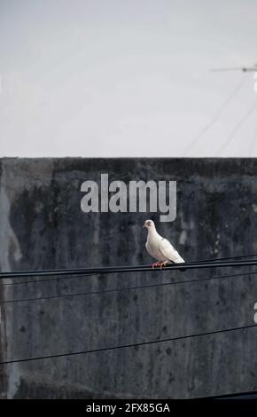 Uccello piccione bianco in piedi sul cavo di alimentazione. Pigeon appollaiato sul cablaggio elettrico. Foto Stock