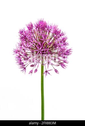 verticale viola allio fiore primo piano su un bianco isolato sfondo Foto Stock
