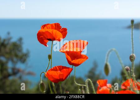 Poppie rosso primo piano sullo sfondo del mare blu. Bella primavera fiori luminosi. Paesaggio suggestivo con papaveri di sole scarlatto. Bella pos Foto Stock