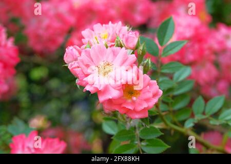 Romantica valle di rose. Fiori di rosa aromatiche su una bella cespuglio in giardino fiori. Primo piano. Foto Stock