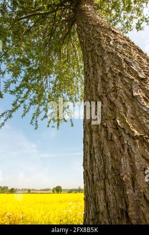 ampio angolo di salice con primo piano di corteccia e un campo di colza all'orizzonte Foto Stock