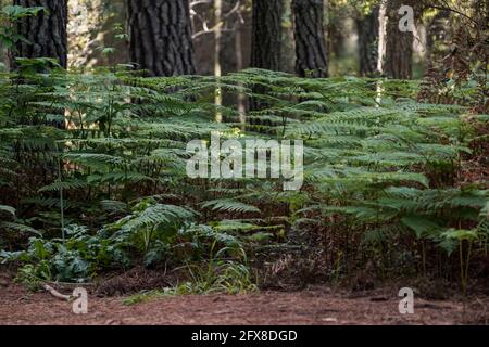 Undergrow di felce di aquila, Pteridium aquilinum, in pineta, Andalusia, Spagna. Foto Stock