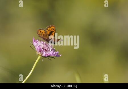 Parargia aegeria, farfalla di legno puntinato che si nutrice su Jason sp. Fiore viola, Andalucia, Spagna. Foto Stock