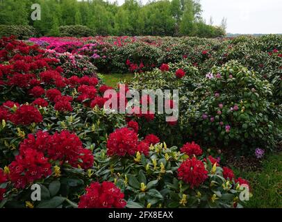 Cespugli di rododendro rosso in primo piano. Quelli rosa sullo sfondo. Foto Stock