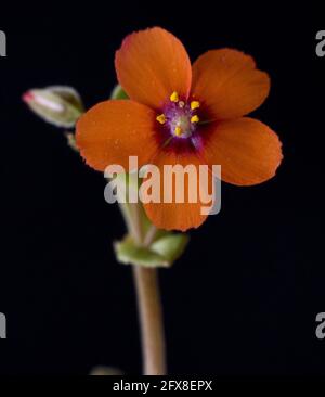 Fiore delicato con fondo nero Foto Stock