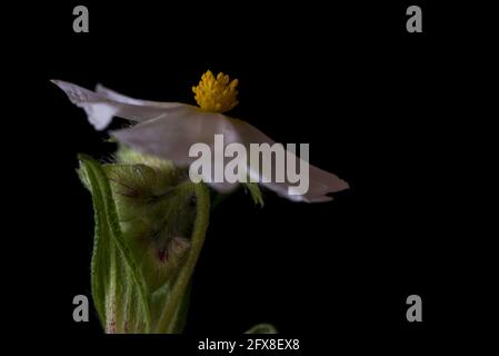 Fiore delicato con fondo nero Foto Stock