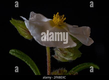 Fiore delicato con fondo nero Foto Stock