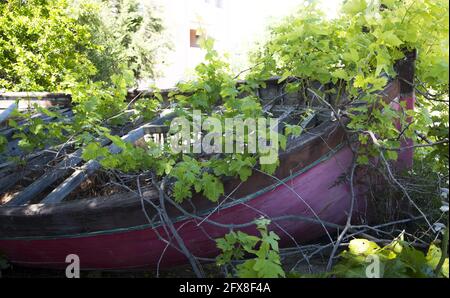 La barca e la vite Foto Stock