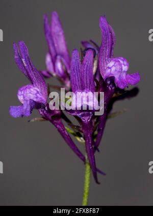 Fiore delicato con fondo nero Foto Stock