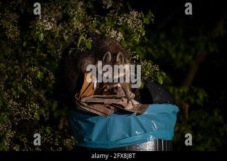 Berlino, Germania. 12 maggio 2021. Un raccoon che invecchia di notte nel Grunewald. Originariamente portati in Europa dal Nord America come fornitore di pellicce, gli animali sono stati rilasciati per la prima volta negli anni trenta. La sua presenza polarizza. Mentre alcuni chiedono una caccia coerente, altri sono del parere che il procione sia ora parte della nostra natura e che le specie minacciate da esso debbano essere protette in modo diverso. Credit: Ingolf König-Jablonski/dpa-Zentralbild/ZB/dpa/Alamy Live News Foto Stock