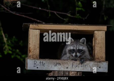 Berlino, Germania. 12 maggio 2021. Un raccoon che invecchia di notte nel Grunewald. Originariamente portati in Europa dal Nord America come fornitore di pellicce, gli animali sono stati rilasciati per la prima volta negli anni trenta. La sua presenza polarizza. Mentre alcuni chiedono una caccia coerente, altri sono del parere che il procione sia ora parte della nostra natura e che le specie minacciate da esso debbano essere protette in modo diverso. Credit: Ingolf König-Jablonski/dpa-Zentralbild/ZB/dpa/Alamy Live News Foto Stock