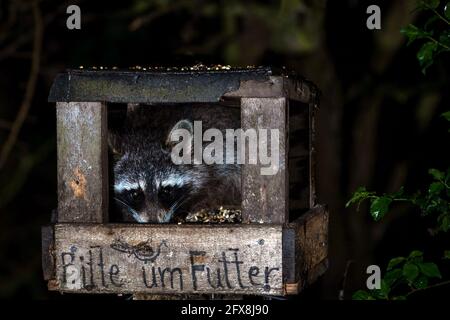 Berlino, Germania. 12 maggio 2021. Un raccoon che invecchia di notte nel Grunewald. Originariamente portati in Europa dal Nord America come fornitore di pellicce, gli animali sono stati rilasciati per la prima volta negli anni trenta. La sua presenza polarizza. Mentre alcuni chiedono una caccia coerente, altri sono del parere che il procione sia ora parte della nostra natura e che le specie minacciate da esso debbano essere protette in modo diverso. Credit: Ingolf König-Jablonski/dpa-Zentralbild/ZB/dpa/Alamy Live News Foto Stock