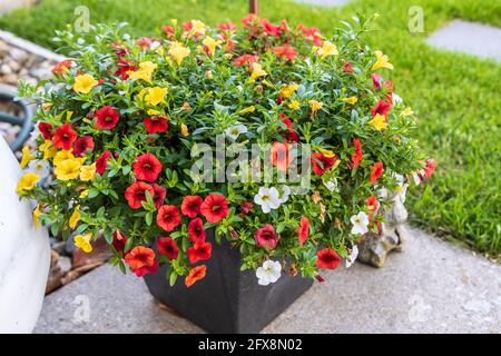 una piantatrice piena di fiori milioni di campane rosso, giallo e bianco Foto Stock