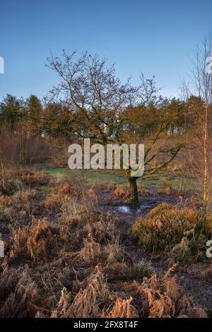 Una mattina luminosa a Cleddon, vicino a Trellech. Foto Stock