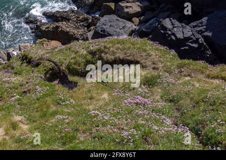 Sea Pinks (Armeria) fiorisce in primavera a St Ives in Cornovaglia Foto Stock