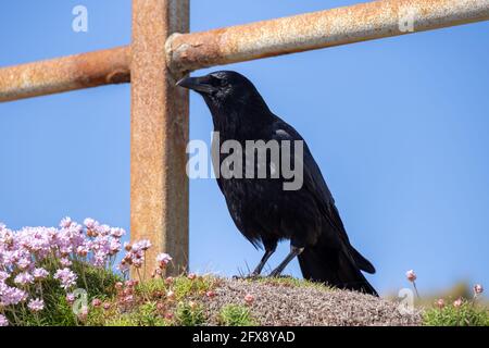 Carrion Crow (Corvus corone) Da alcuni fiori rosa del mare a St Ives Foto Stock