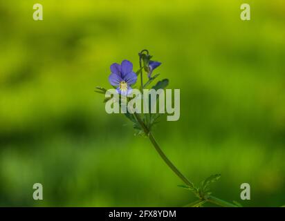 Viola tricolore (Johnny Jumpup) fiore. Splendido sfondo floreale, primavera Foto Stock