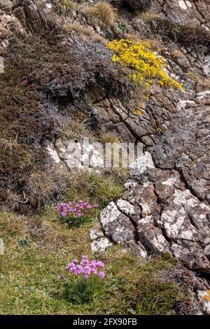 Sea Pinks e Gorse fioriscono nella campagna aspra intorno Kynance Cove Foto Stock