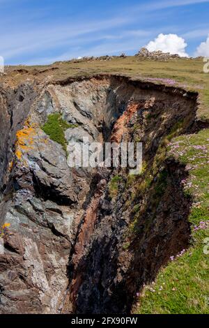 Sea Pinks fiorisce nella campagna aspra intorno a Kynance Cove Foto Stock