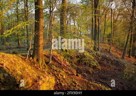 Alba nella Foresta di Dean. Foto Stock