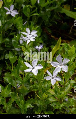 Intermediate Periwinkle (Vinca difformis Pourr.) fiorente nella Cornovaglia di Helston Foto Stock