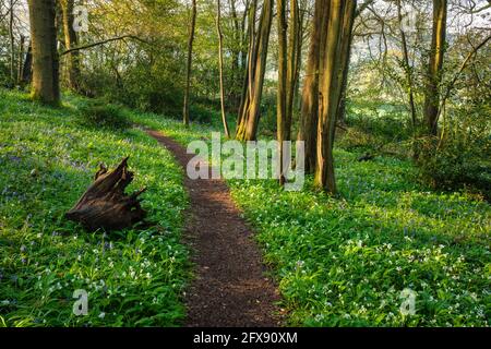 Sentiero attraverso aglio selvatico e Bluebells nella valle di Wye. Foto Stock