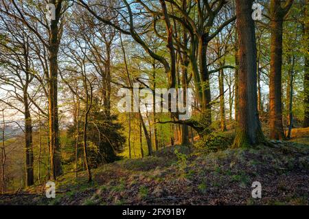 Alba nella Foresta di Dean. Foto Stock