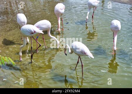 fenicotteri rosa su una gamba. Foto Stock