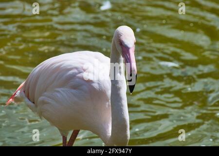 fenicotteri rosa su una gamba. Foto Stock