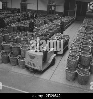 Bulbi di fiori che vengono condotti nelle sale d'asta, 7 settembre 1965, BOLLI DI FIORI, sale d'asta, I Paesi Bassi, foto agenzia stampa del XX secolo, notizie da ricordare, documentario, fotografia storica 1945-1990, storie visive, Storia umana del XX secolo, che cattura momenti nel tempo Foto Stock