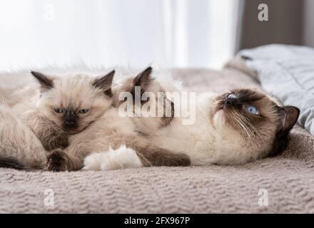 Ragdoll gatto con gattini nel letto Foto Stock