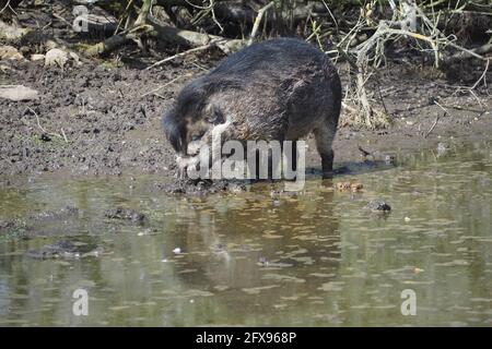 Il re di fresco, il Visayan Warty Pig Foto Stock