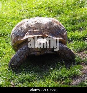 Jack la tartaruga africana spurred facendo una passeggiata Foto Stock