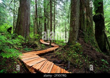 Passerella a Fairy Creek vicino a Port Renfrew, Vancouver Island, BC Canada Foto Stock