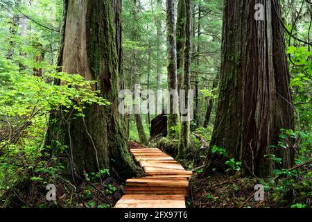 Passerella a Fairy Creek vicino a Port Renfrew, Vancouver Island, BC Canada Foto Stock