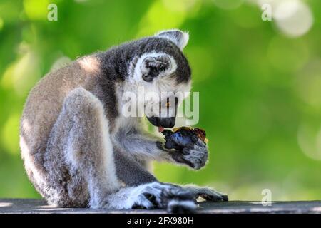 Lemure giovanile a coda d'anello (catta di lemuri), lemuri del bambino che indaga il cibo Foto Stock