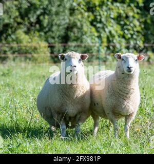 Agnelli organici di sette mesi in campo organico Foto Stock