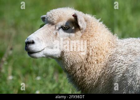 Agnello biologico di sette mesi in campo biologico Foto Stock