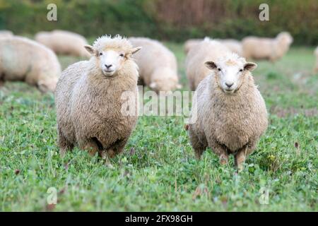 Agnelli organici di sette mesi in campo organico Foto Stock