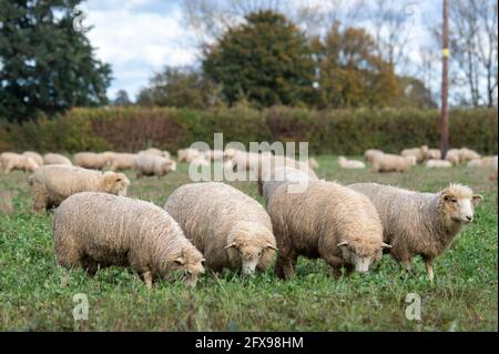 Agnelli organici di sette mesi in campo organico Foto Stock