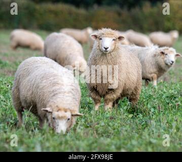 Agnelli organici di sette mesi in campo organico Foto Stock