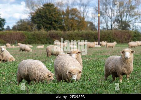 Agnelli organici di sette mesi in campo organico Foto Stock