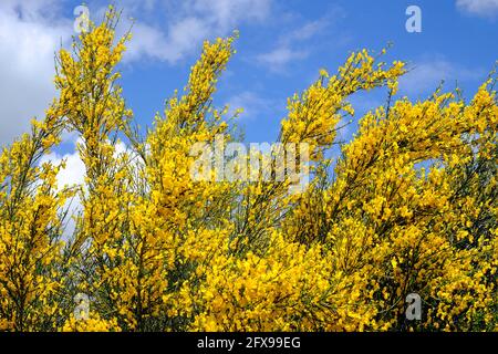 albero di ginestra fiorito, cytisus scoparius, norfolk, inghilterra Foto Stock