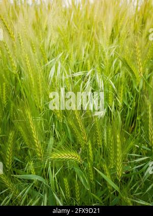 Fioritura di piante di foxtail selvatiche su un pittoresco prato estivo. Vegetazione verde differente, colpo verticale. Idilliaca paesaggio rurale natura, verde primavera fi Foto Stock