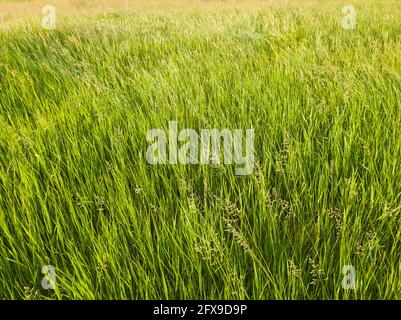 Fioritura selvaggia di bromus madritensis, piante di bromo di coda di foxtail, su un pittoresco prato estivo. Diverse erbe verdi che si insidano nel vento. Idilliaca natura rurale Foto Stock