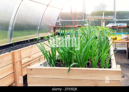 Pallet fai da te in legno con letto da giardino riaffittato e verde crescente freschi organici homegrown capesante e germogli vegetali piantine in eco-friendly piccolo Foto Stock