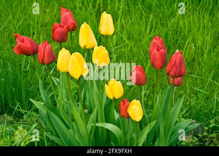 Rosso e tulipani gialli in un giardino Foto Stock